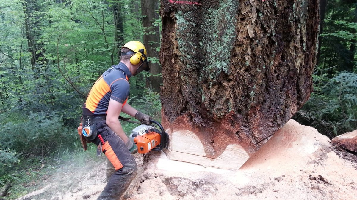 森林作業の安全③　職業意識　   – 誇りと冷静さ